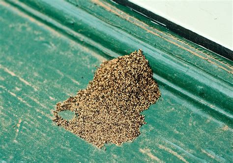 Termite droppings. Termite frass is one of the common signs of drywood termite activity. These droppings show up when the termites are actively chewing away inside the wood. They might be inside wooden baseboards, flooring, furniture or decking. They could also be chewing through the wood framing that’s inside the walls and … 