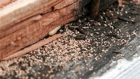 Termite droppings but no termites. Termite droppings, also known as frass, are small, pellet-like fecal matter that termites leave behind as they eat through wood. It is important to … 