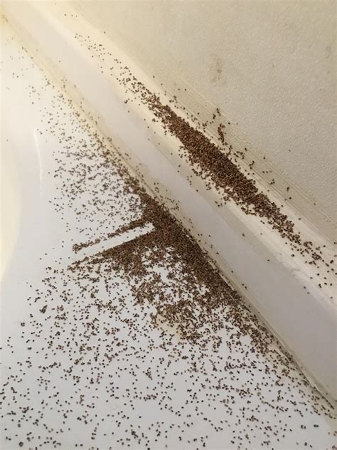 Termite droppings from ceiling. Crumbling, damaged wood. Stuck windows or doors. Maze-like patterns in furniture, floor boards or walls. Mounds of drywood termite pellets, often resembling small piles of salt or pepper. Piles of wings left behind after swarms, often resembling fish scales. Mud tubes climbing the foundation of your home. 