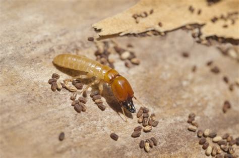 Termite eggs. Learn about the size, color, and location of termite eggs, the first stage of termite life cycle. Find out the difference between subterranean and drywood termites, … 