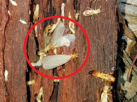 Termite flies. 8 May 2023 ... Photo shows a streetlight on at night. Flying termites are swarming around the streetlight. Formosan termites fly toward lights and swarm around ... 