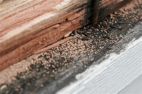 Termite frass. Termite Frass is often a sign of drywood termites, as these pests create galleries within wood and push out their droppings through small openings. The pellets are usually six-sided and can be a light brown or tan color. Termite Frass is often found in small piles near the entrances to termite galleries. 