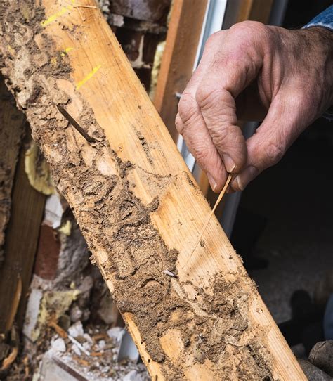 Termite inspectors. A Termite Inspection is a slang term for an intensive Wood Destroying Organism (WDO) inspection, otherwise known as the CL-100 report. This assessment … 