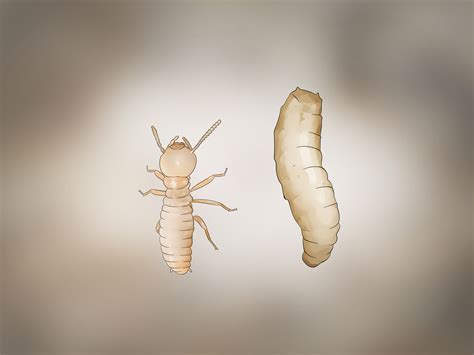Termite larvae. Remove any wood material that has been infested with termites, such as wood planks or trim. Make sure to dispose of the material safely to avoid reinfestation. Clean the area and remove any remaining termite eggs, larvae or nymphs. Treat the area with a suitable insecticide designed to kill termites. 