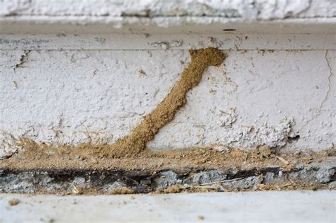 Termite mud tubes. 4 Jun 2021 ... Finding termite mud tubes within or around a home does not necessarily mean that an infestation is active, as mud tubes can remain within ... 