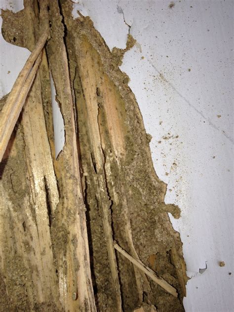 Termite mud tunnels. Oct 2, 2017 · If you ever come across termite tubes on or near your home, the first step will always be to call a professional like Budget Brothers Termite. To see the extent of the infestation, you can pull away a piece of the tunnel. If termites are active, the wall will be rebuilt within a day or so. And if the hole remains untouched, this simply means ... 