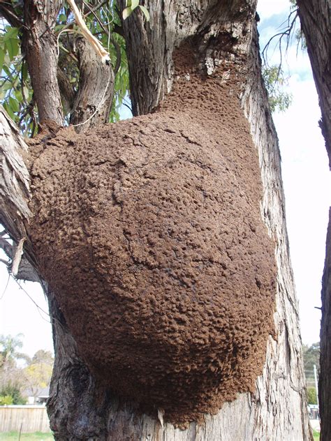 Termite nest. As noted above, subterranean termites’ nests are in the soil. Winged male and female termites that will reproduce come out during the spring, usually after rain. These winged termites need the proper temperature, light and moisture to leave the nest. First, the king and queen termite mate and find a place to build a … 