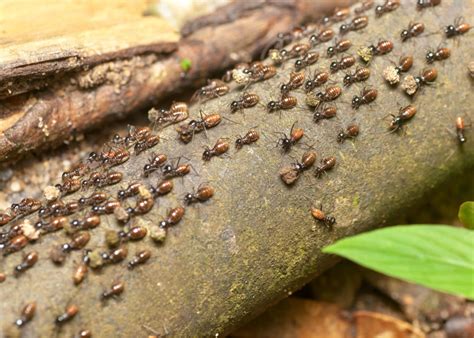 Termite season. May 7, 2022 ... If you live on the ... 