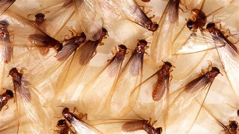 Termite swarming season. 