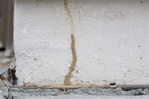 Termite tube. Termites are one of the most destructive pests that can wreak havoc on your home. They can cause significant damage to the foundation, walls, and furniture, leading to costly repai... 