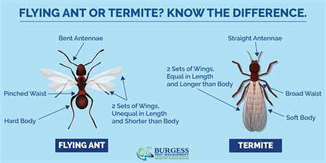 Termite vs flying ant. Flying ants have a narrow waist and elbowed antennae, while termites have a broad waist and straight antennae. Additionally, flying ants have two pairs of wings that are different in size, while termites have two pairs of wings that are the same size. These physical differences can help distinguish between the two insects. 
