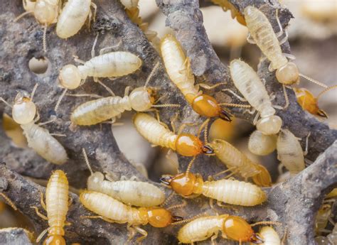 Termites. Termites generally require a pest management professional for control, but there are many things that you can do to prevent infestations. This guide is intended to help you make an informed choice on the best termite protection for you and contains the following information. Oi (2022) contains more in-depth information on the evolution of ... 