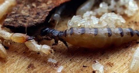 Termites - Anticimex Singapore - Anticimex