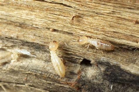 Termites eating wood. Most people would say “no”, but this question deserves a second thought before answering. You will never find a termite feeding on any plastic or metal objects, ... 