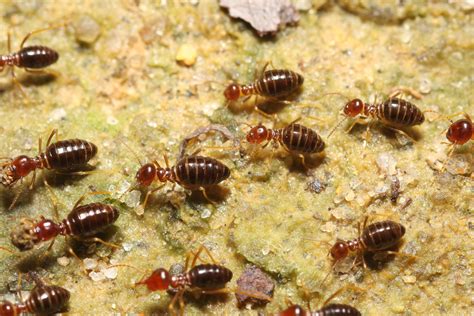 Termites hawaii. Does your property have an infestation problem? Call Hawaii's oldest family owned and operated termite and pest control company to solve it. 808-847-2048. 