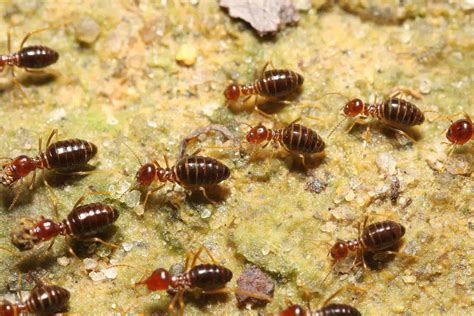 Termites in arizona. Learn how to identify termites in Arizona, the most common types, and the warning signs of infestation. Find out how to protect your home from termites with preventive measures and professional help. 