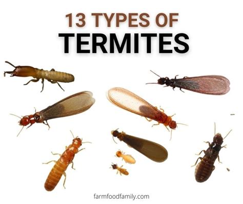Termites in michigan. Common species of termites can and do live all over the Midwest and the rest of North America. In fact, termites are considered the most destructive wood pest in Michigan. The first step to preventing termite infestation in your home is understanding how and why you’re at risk. Here are the answers to a couple … 
