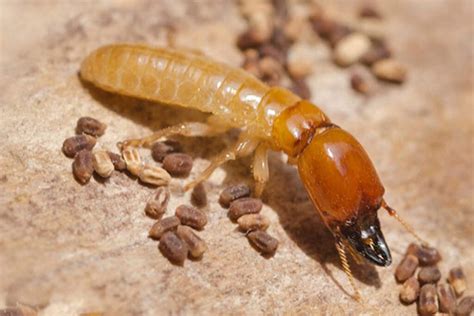 Termites in the Canberra Region