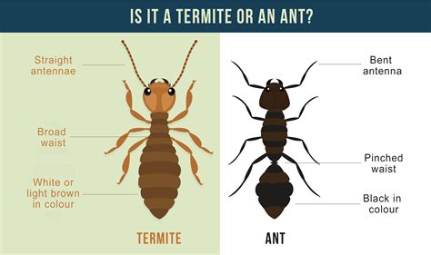 Termites or ants. Ant alate Ants have a thin waist (a narrow area between the thorax and first abdominal segment). The front pair of wings are larger than the hind pair. Wings have few veins and are usually clear. Termite alate The termite thorax and abdomen are broadly connected. Four wings are approximately the same size and shape. Wings have many veins […] 