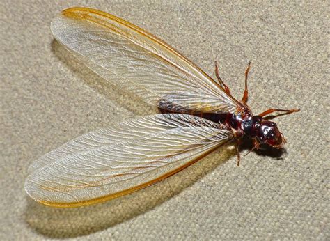 Termites wings. One way to spot whether they've infested your home is to look for discarded wings, says Kelly. "Termite swarmer wings are pale-colored and are usually ¼ to ½-inch long," says Kelly. 