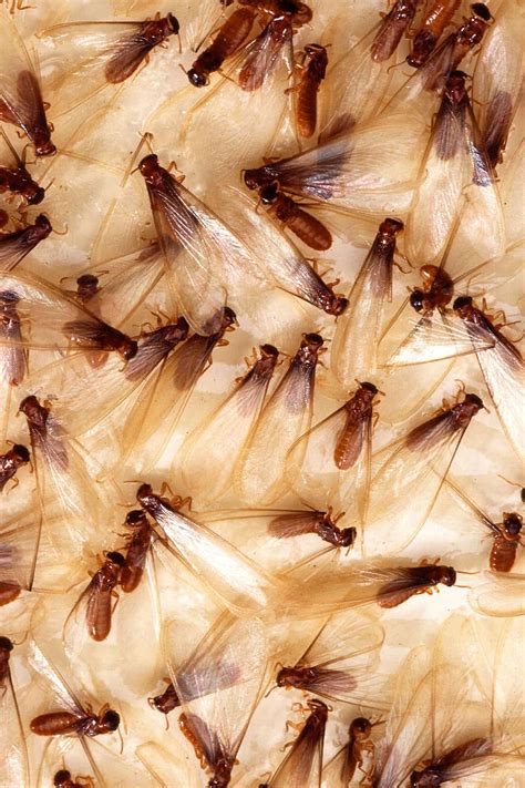 Termites with wings in house. Subterranean Termites. Their swarmers identify subterranean termites- black termites without wings or pale white, dark brown, or black termites without wings. They also have a straight waist, straight antennae, and wings equal in size. Furthermore, subterranean termites can be distinguished by their color; they have a black color. 