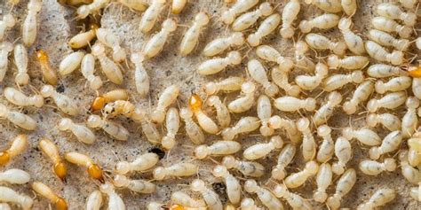 Termites without wings. Also, leave at least 6 inches between the soil and any outdoor wooden structures, like a deck, porch, or patio. Seal openings with termite-resistant steel mesh to prevent these pests from accessing the home. Stack firewood away from the home to reduce the risk of termite infestations. 