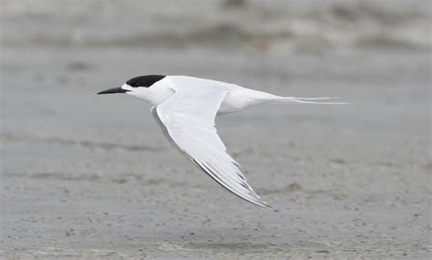 Tern strip. Things To Know About Tern strip. 