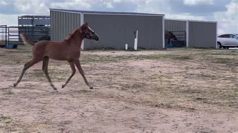 Terolyn Horse Rescue, inc. Elizabeth CO - Facebook