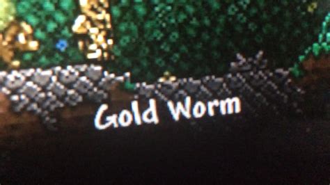 Terraria golden worm. The Golden Bug Net is an upgraded version of the Bug Net and Lavaproof Bug Net. It functions similarly, being a swung tool that captures critters, but is larger, faster, and can destroy any tiles that weapons can destroy (like tall grass, vines, or fully grown Pumpkins), and also allows the player to catch Underworld critters. The Golden Bug Net has a 1/80 (1.25%) chance to be rewarded for ... 