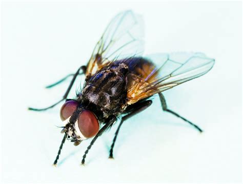 Terrestrial flies - Wikipedia