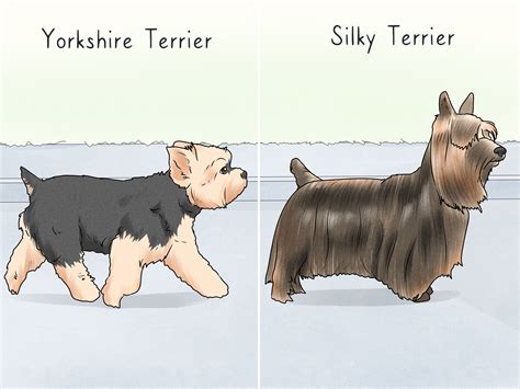 Terriers - how to articles from wikiHow