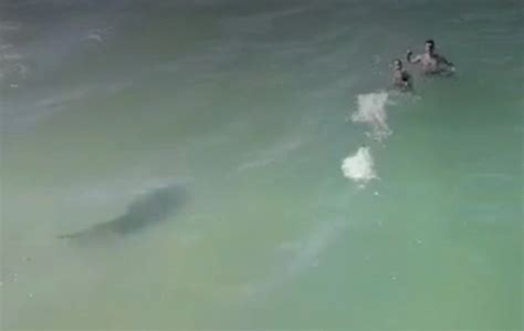 Terrifying drone footage shows shark getting dangerously close to …