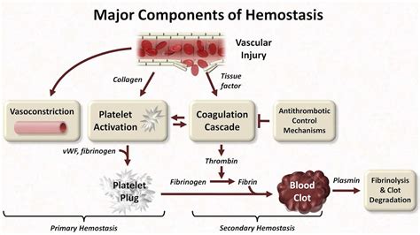 Tertiary hemostasis.  The hemostatic system comprises platelet aggregat...