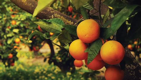 Tescilli Çeşitlerimiz.