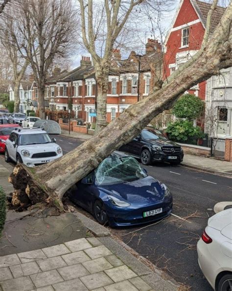 Tesla trapped under fallen tree during storm