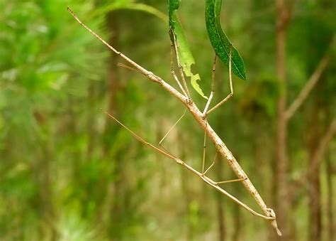 Tessulata Stick Insects, Tessellated Phasmatid - Anchiale ...