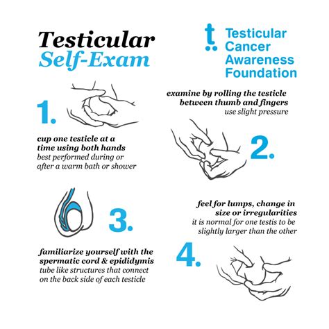 Test: Testes & Ovary 5 Questions MCQ Test Biology Class 11 NEET