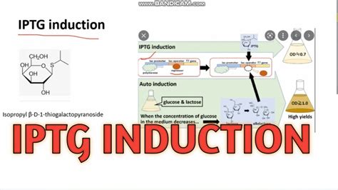 Test for protein expression on IPTG induction - Evergreen …