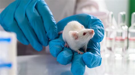 Testing animal tests New Scientist