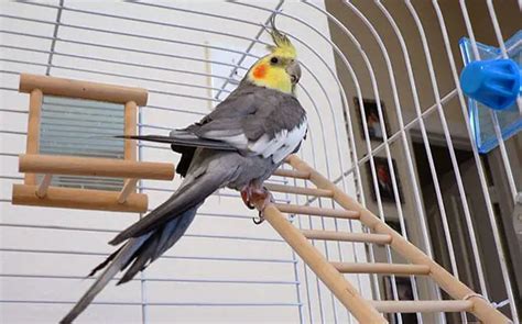 Testing cockatiel flight. .  <a href=https://drreality.isiteguru.com/reo...