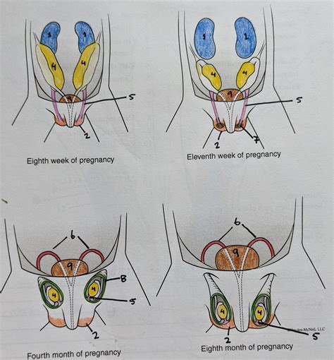 Testis Descent Diagram Quizlet