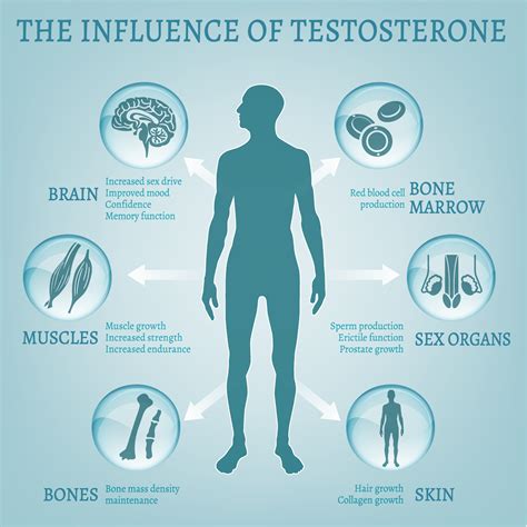 Testosterone, Body Composition, and Sex