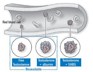 Testosterone, Total and Free Davis