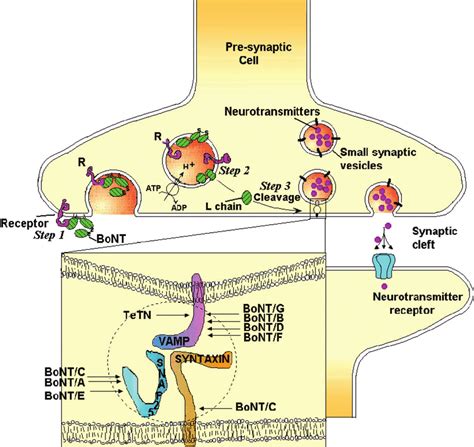 Tetanus and botulinum neurotoxins: mechanism of action and …