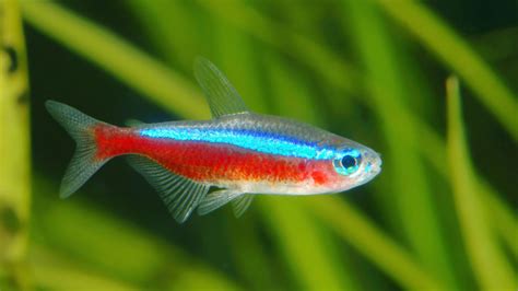 Tetras Dan