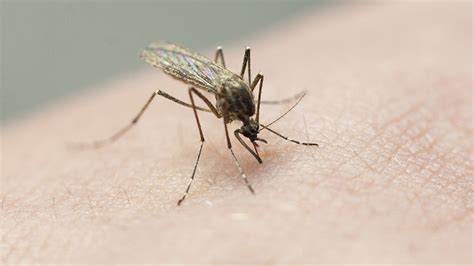 Texan diagnosed with malaria after working outdoors in Cameron County, DSHS says