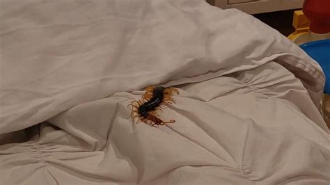 Texan wakes up to venomous centipede in bed: Reddit - The Kansas City Star