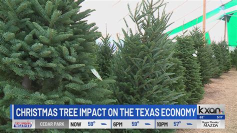 Texas' Christmas tree industry generated $714M in 2022
