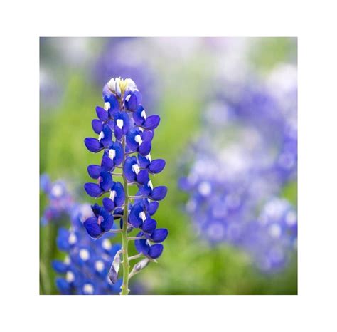 Texas Bluebonnet Seeds (Lupinus texensis) - Over 750 …