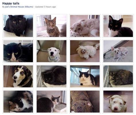 Texas Cat Rescue Groups - RESCUE SHELTER